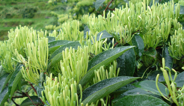 金銀花烘干時間和溫度？專家「烘干技術」大揭曉