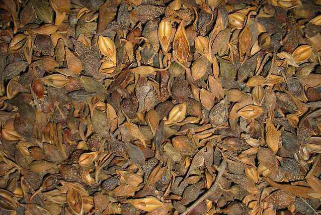 熱泵烘干連翹所需要的溫度是多少呢？專業「烘干廠家」告訴你