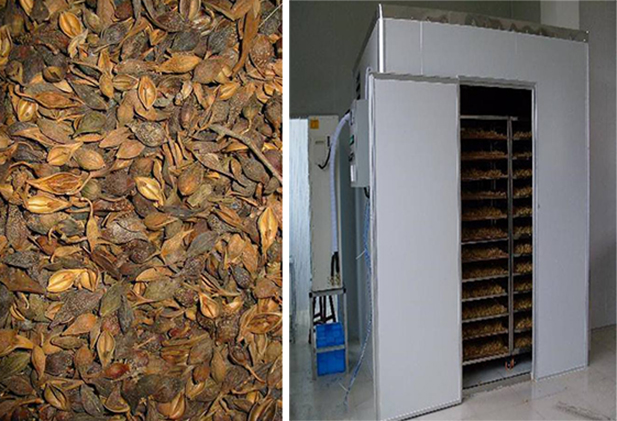 連翹熱泵烘干工藝揭秘,烘干廠家「工藝分享」 連翹熱泵烘干工藝揭秘,烘干廠家「工藝分享」